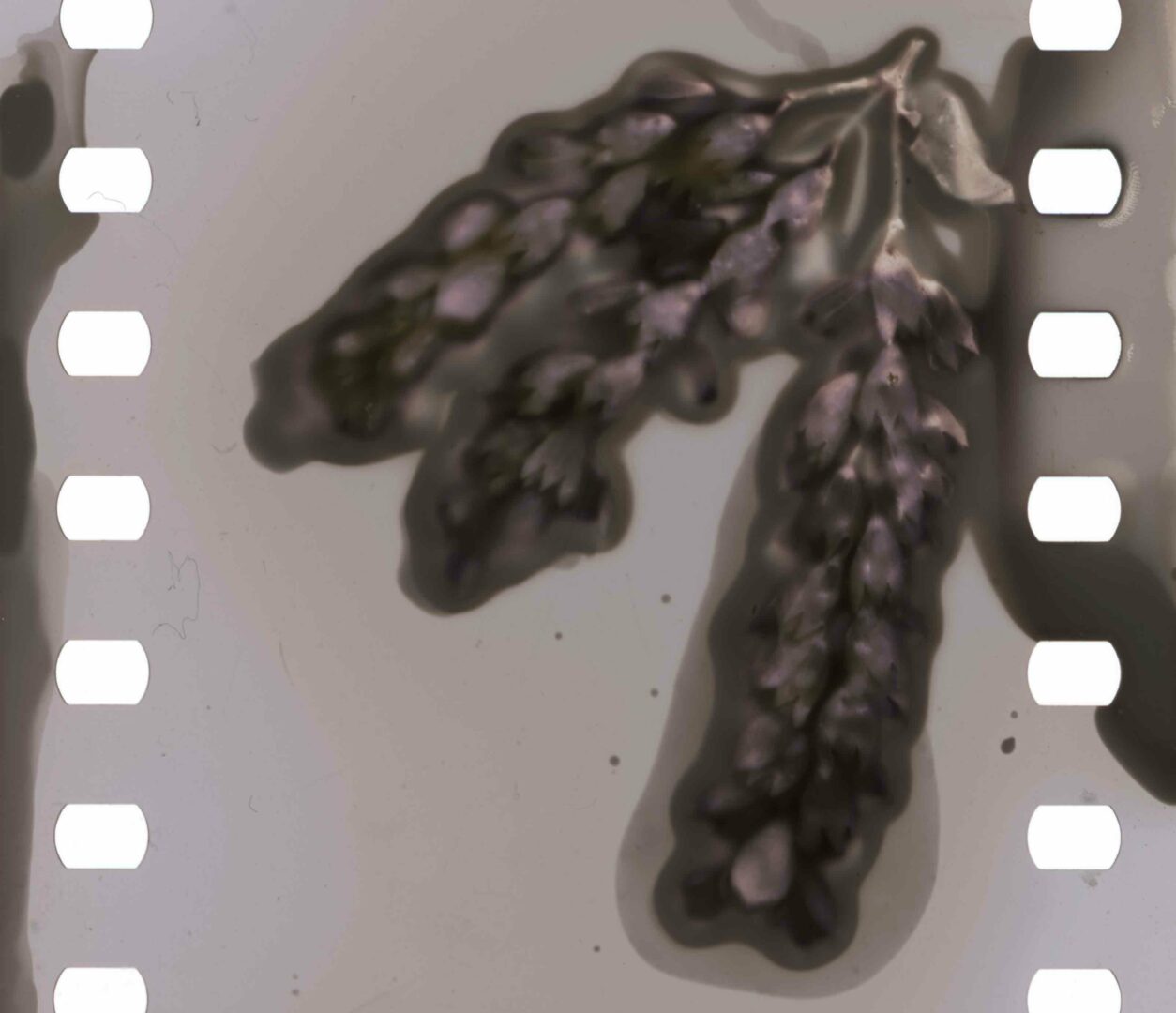Sage leaves from a volunteer plant in the artists garden are harvested, soaked in vitamin C and sodium carbonate, placed on undeveloped black and white film and left in the sun. The leaves print themselves onto the film which is revealed when the film is run through a weak fixer.