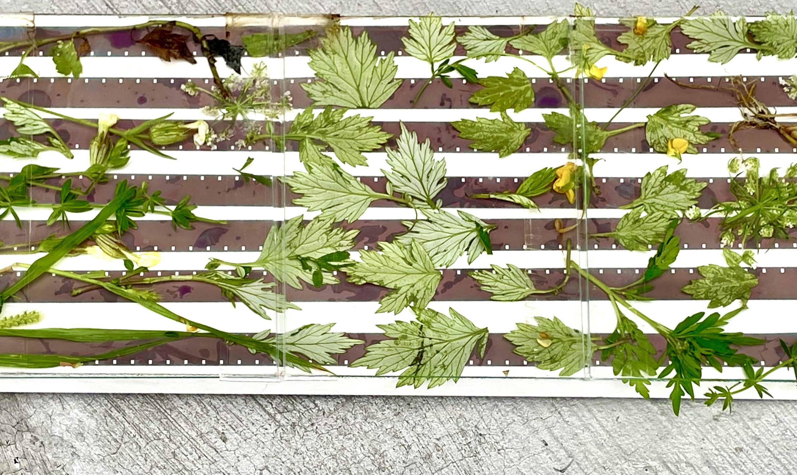 Several strips of 16 mm film overlaid with plant clippings