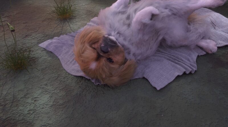 Still of Amy Ching-Yan Lam with Emerson Maxwell, Looty Goes to Heaven (2022). A digitally animated photorealistic depiction of a small Pekingese dog. The dog is upside down with his paws in the air in a relaxed state. One of its eyes is open and looking at you.