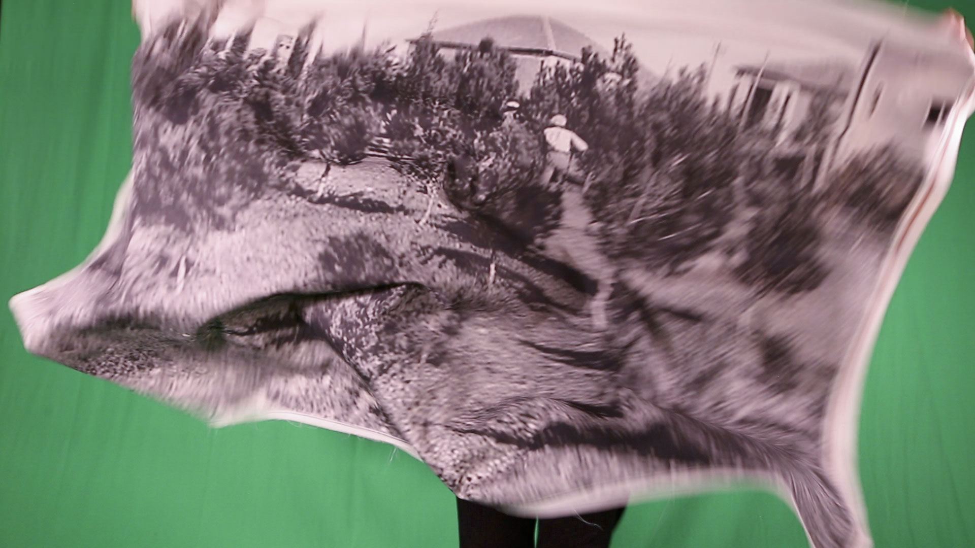An image of two people in a young tree orchard, printed on fabric and in motion as an unseen person holds it in front of a green screen.